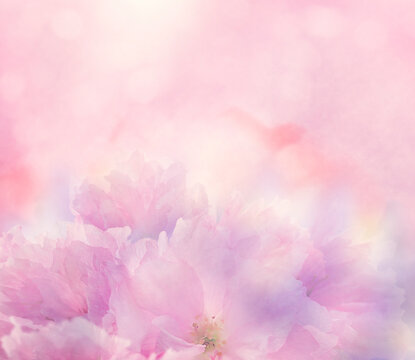 Floral background with pink flowers