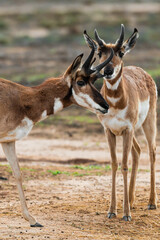 Antilocapra americana is an endangered species from the antelope family it is a deer-like mammal called Berrendo in Baja California