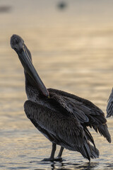 Beautiful Brown pelican captured at sunrise while cleaning its plumage feather by feather with its long beak on the shore of Sea of Cortez in the Gulf of California in Baja California Mexico