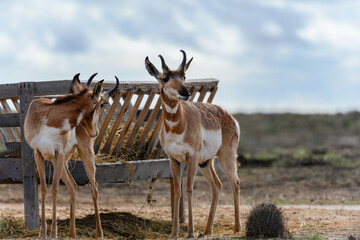 Antilocapra americana known as Berrendo or a Pronghorn is an almost extinct species from the antelope family captured in Baja California