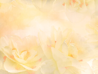 Fototapeta na wymiar Yellow Daffodil Narcissus Flowers, close up