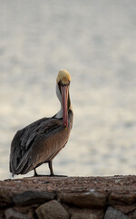Beautiful portrait of pelican with his long beak and eyes gazing in the lens in Baja California Mexico