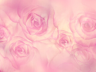 Fototapeta na wymiar Pink Roses close up for background