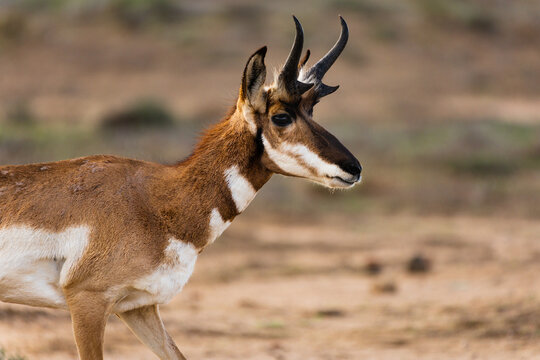 Beautiful Male Antilocapra Americana Known As Pronghorn - An Endangered Species With Curved Horns And Even-toed Hoofs Caputed In Baja California