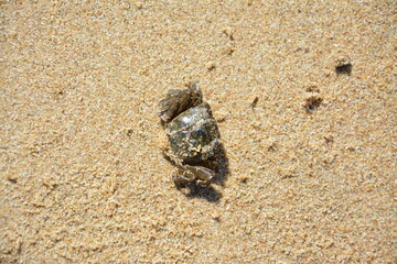 Little crab on the sand in sunny afternoon
