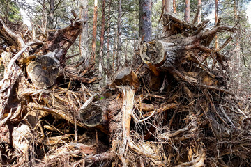 Uprooted trees, the consequences of the hurricane in the forest