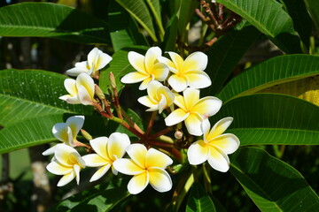 Fototapeta na wymiar Group of egg flower blossoms in sunny morning