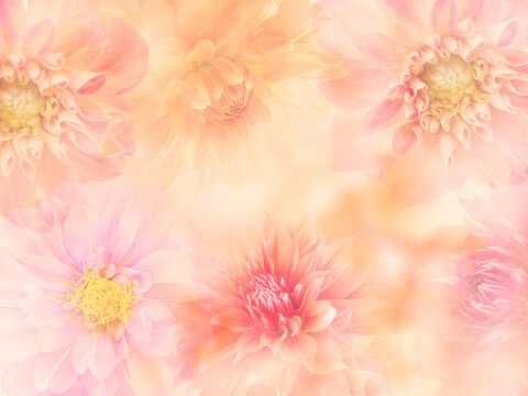 Colorful Dahlia flowers for background, close up