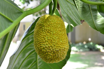 The fruits of Artocarpus incisa hang on the tree
