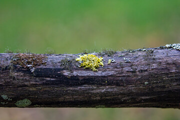 Moss on a wooden fence.