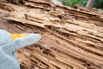 Background image Traces of wood that is eaten by termites, harms the wood by termites, wooden background