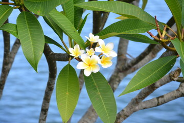 Egg flower blossoms with water as background