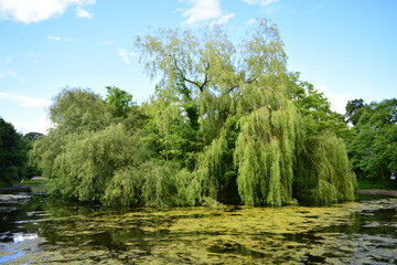 Beautiful green lush trees and a lake