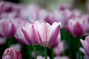 Obraz na płótnie Canvas pink tulip flower