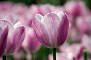 pink and white tulip