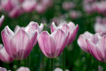 pink tulip in spring