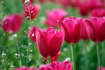 red tulips in the garden