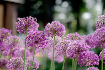 lavender flowers in the garden