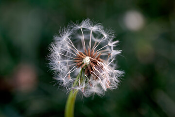 dandelion on a black background