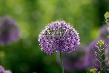 purple thistle flower