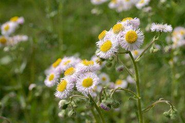 daisies in a field