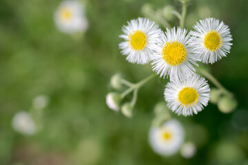 daisies in the garden