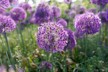field of lavender flowers