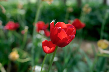 red tulips in spring