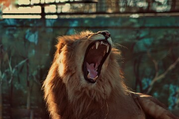 Lion roar in a zoo