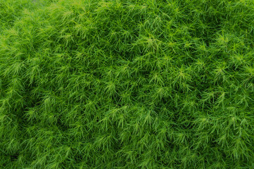 green grass background