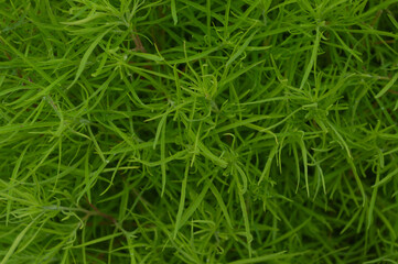 green grass background