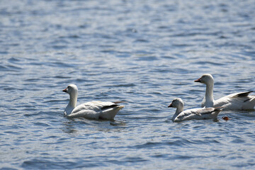 Beautiful snow geese swimming on the river