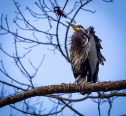 A Great Blue Heron clutches the branch during a wind storm. Victoria, British Columbia Canada 