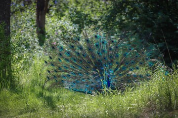 Obraz premium A peacock showcases his new plumage. Beacon hill park. Victoria, Vancouver Island British Columbia Canada 
