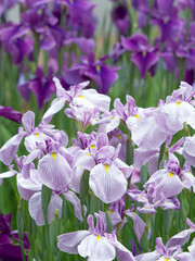 東京都　満開の堀切菖蒲園