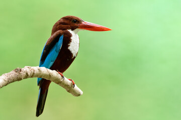 Adult brown and blue bird with white chest and bright red perching on cut wooden branch on soft light day
