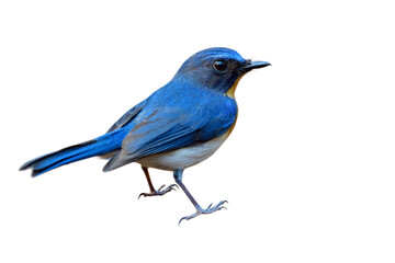 Beautiful back view of bright colorbird isolated on white background, male of Tickell's or Indochinese blue flycatcher (Cyornis tickelliae)