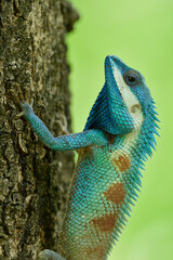 head shot of Indo-Chinese forest blue lizard common in Thailand can be found on big tree on shiny day