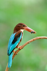 white-throated kingfisher (Halcyon smyrnensis) carrying cockroach meal to feed it chick in the nest during feeding season, parent bird in duty