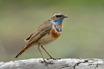Wild animal with wondering face while standing in showering moment, small bird in the rain