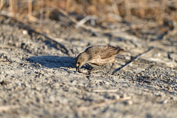 Brown-headed cowbird aka Molothrus ater in the bush