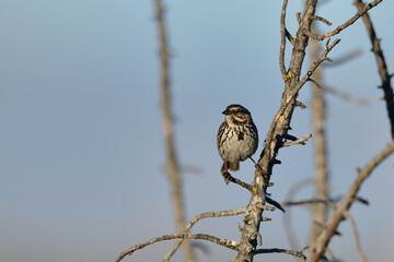 A Tiny Sparrow on the Branch