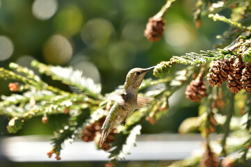 Anna's hummingbird eating tiny bugs from the bush, Rare photos. Hummingbird usually get nectar from flower  