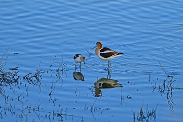 American Avocet aka Recurvirostra americana in the lake