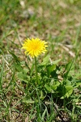 Dandelion, small yellow flower 1（たんぽぽ、黄色い小さい花 1）