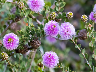 Native flowers growing in sandunes