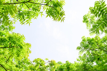 green leaves in the forest