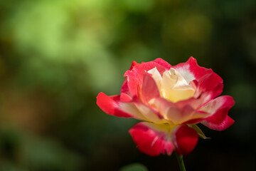 Roses in the garden