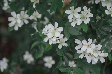 white flowers on a black background