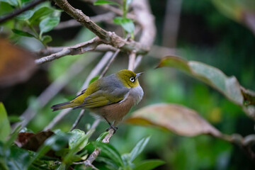 A Wax eye also known as a white eye or silver eye bird in a New Zealand garden